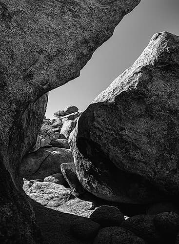 Granite Tree National Park- California Art Print